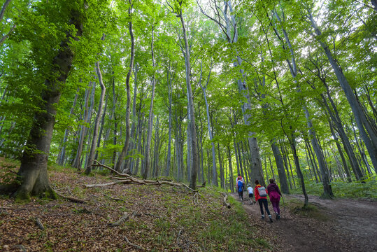 Wanderung durch den K&uuml;stenwald im Nationalpark Jasmund