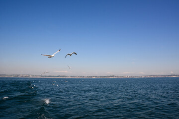 A seagull flies over the sea waves against the background of the blue sky
