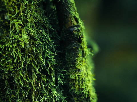 Moss Structure