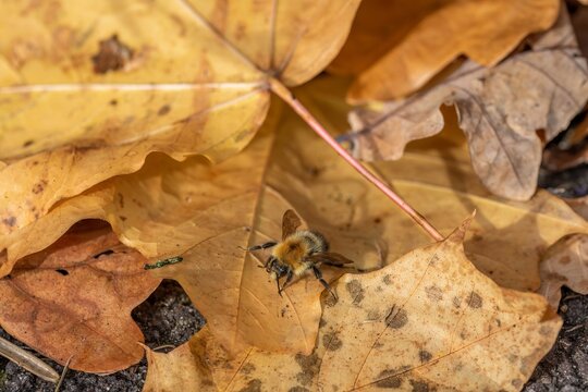 common carder bee on autumn coloured leaves - Powered by Adobe
