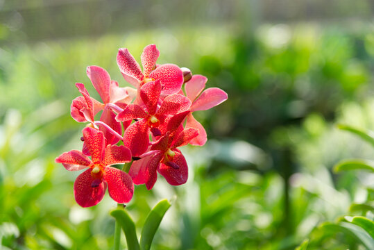 Fresh red orchids in farmer's garden in bright daylight Background is blurry green orchid leaves.