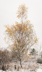 Obraz na płótnie Canvas Schneebedeckte Birke im winterlichen Berliner Naturschutzgebiet 