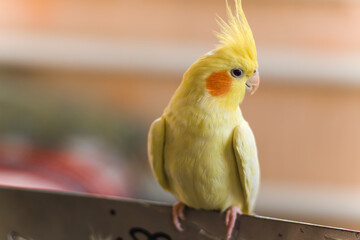 Cockatiel parrot.Bird with crest.Cute animal photo.Yellow bird.Favorite pet.Funny parrot.Home pet parrot.Cute pet parrot.Beautiful bird.Beautiful photo of a pet.Ornithology.Photo with bokeh.Corella.