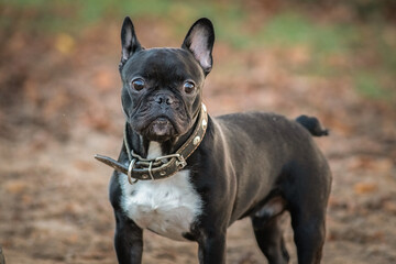 Beautiful thoroughbred french bulldog on a walk in the park in early spring.