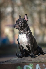 Beautiful thoroughbred french bulldog on a walk in the park in early spring.