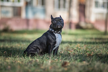 Beautiful thoroughbred french bulldog on a walk in the park in early spring.