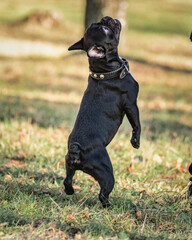 Beautiful thoroughbred french bulldog on a walk in the park in early spring.