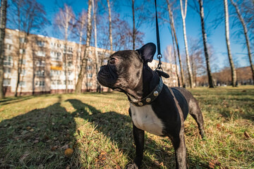 Beautiful thoroughbred french bulldog on a walk in the park in early spring.