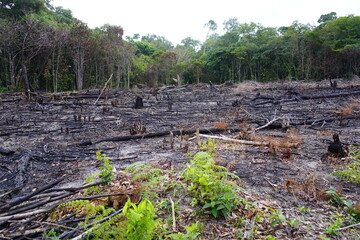 Destroyed tropical Amazon rainforest, Brazil. Image taken on February 14, 2023