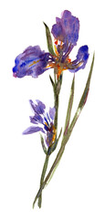 Watercolor wild flowers.  - 572720524