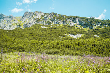 Fototapeta na wymiar National Park High Tatras, Slovakia, Europe. Hiking path to mountain lake Batizovske pleso and Sliezsky dom (Selesian house). Summer scenery with blue sky, shining sun and protected Tatra flowers.