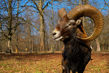 mouflon ram with large horns shows the tongue