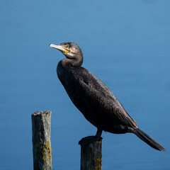 Common Cormorant perched on a wooden post at Home Park