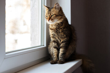 domestic cat looks out window