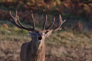 Red deer stag in rutting season, at  Bradgate Park