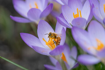 Fototapeta premium Honeybee loads up with pollen on a blooming crocus flower