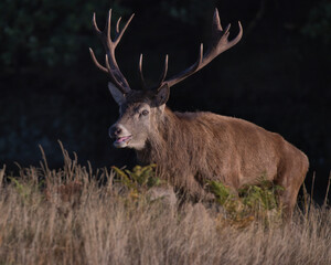 Red deer stag in rutting season, at  Bradgate Park