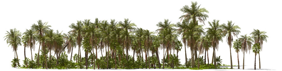 Fototapeta na wymiar palm trees on a tropical island hq arch viz cutout