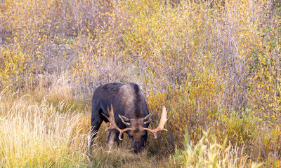 Bull Moose During the Fall Rut in Wyoming