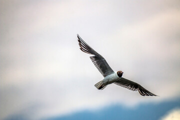 A black and white seagull flies against a background of blue sky and white clouds	
