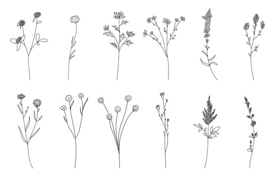 hand drawn flower set, doodle wild flowers, plants, vector illustration © a_nordia