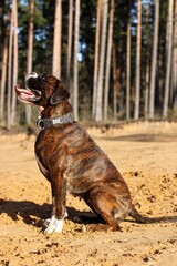 Boxer dog is sitting outside and posing for the photo with a very long tongue