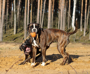 Two brindle boxer dogs are playing together outside with orange ball