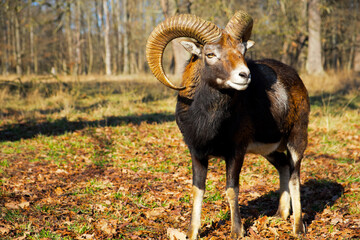 mouflon ram with large horns is looking to the side