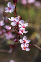 Naklejka na ściany i meble Close up of pink plum cherry blossoms in Rhineland-Palatinate/Germany