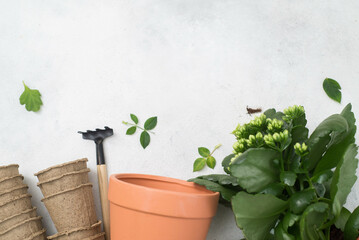 Spring gardening with blooming flowers in pots for planting top view on gray background. Womans hobby of growing houseplants concept.