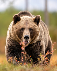 Big male brown bear approaching