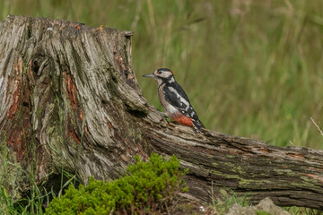 woodpecker, dendrocopos major, male, in a forest, on a tree in the summer, close up