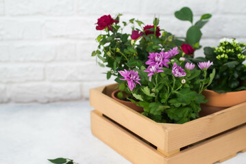 Spring gardening with blooming flowers in wooden box for planting on light bricks background. Womans hobby of growing houseplants concept.