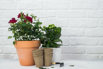 Spring gardening with blooming flowers in pots for planting on light background. Womans hobby of growing houseplants concept.