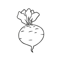 Beetroot icon. Vector. Line style.