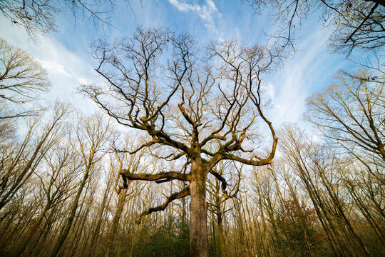 arbre remarquable en foret de broceliande, le ch&ecirc;ne des Hindr&eacute;s