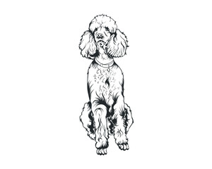 Poodle Dog Vector Illustration, Poodle breed Vector on White Background for t-shirt , logo and others