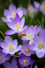 Obraz na płótnie Canvas Honey bee collects nectar on a purple crocus flower in Germany at spring