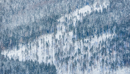 Views from city Liptovsky Mikulas to West Tatras in winter time with snowy trees  and cloudy sky. Liptov region, Slovakia. Winter trees background.