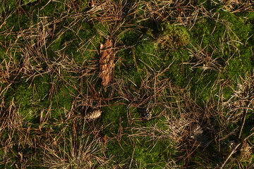 Forest ground background. Moss pine bristles