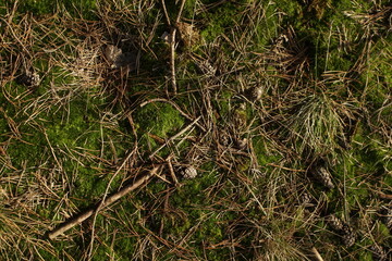 Forest ground background. Moss pine bristles