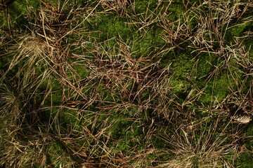 Forest ground background. Moss pine bristles