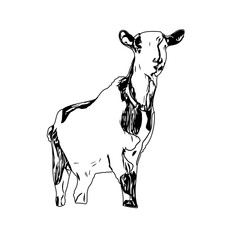 Black and white sketch of a goat with transparent background