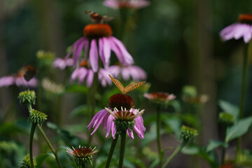 Meadow with lots of colorful flowers