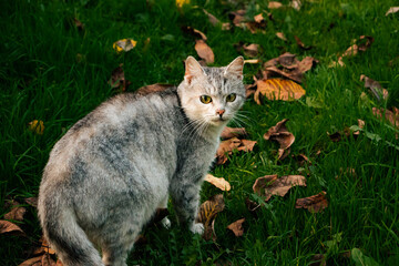 Naklejka na ściany i meble Gray cat on grass with fallen autumn leaves