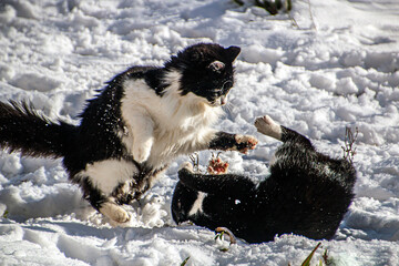Black and white cats fight in the snow	
