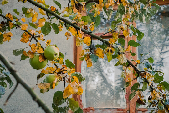 A branch with apples in front of the window in autumn
