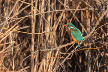 Common Kingfisher perched on a tree branch