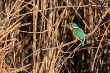 Common Kingfisher eating a fish