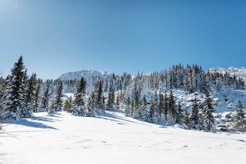 Beautiful Winter Landscape with Pine Trees Covered with Snow . Vitosha Mountain ,Bulgaria 